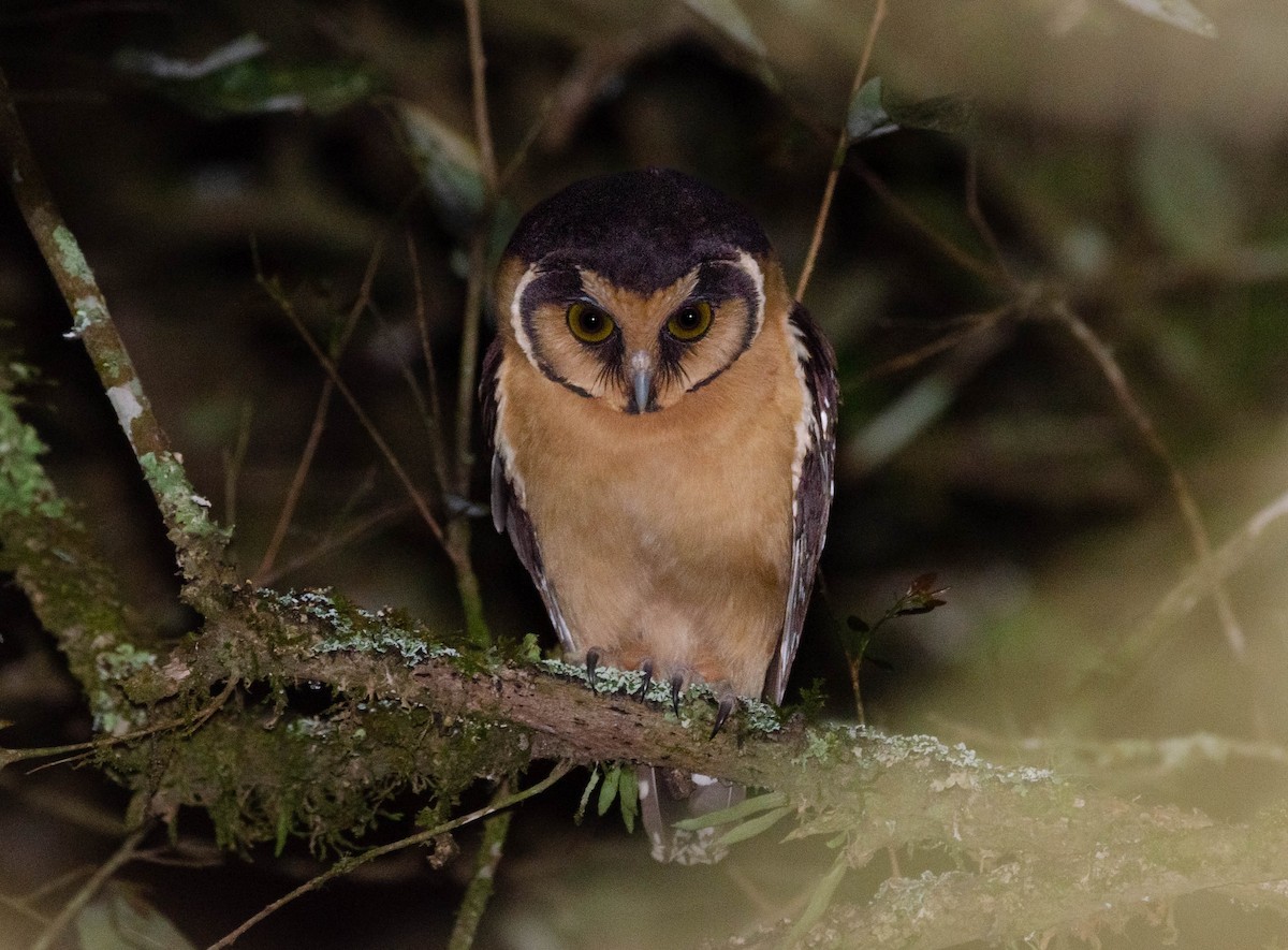 Buff-fronted Owl - ML623875156