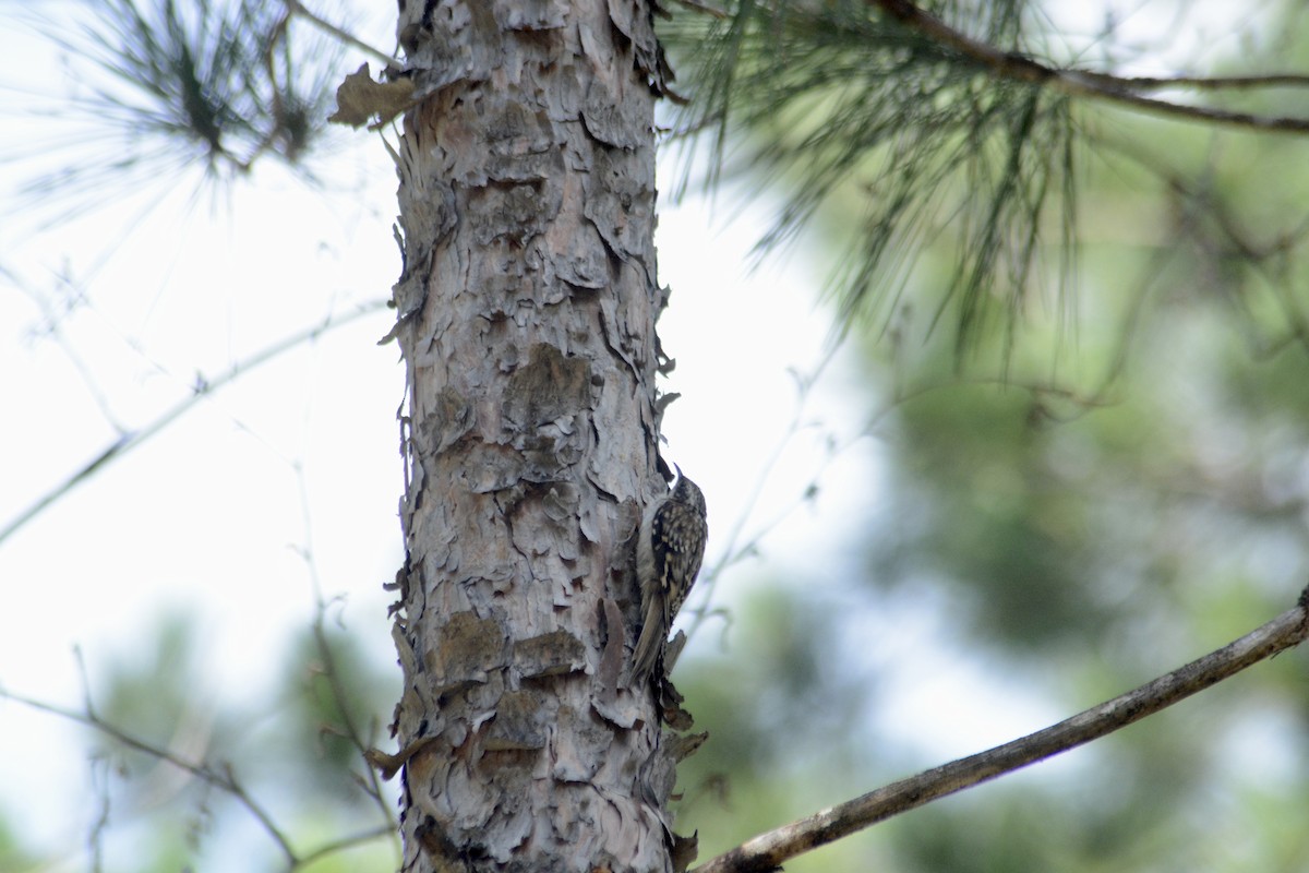 Brown Creeper - ML623875160