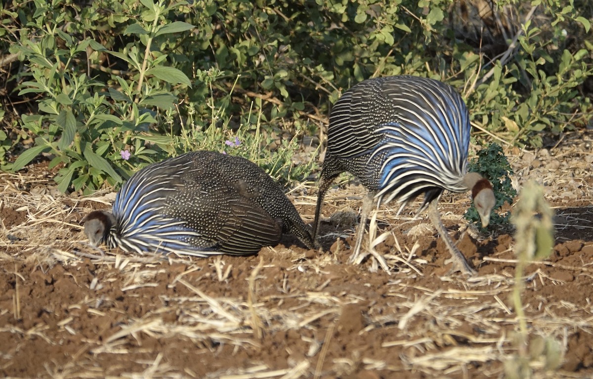 Vulturine Guineafowl - ML623875221