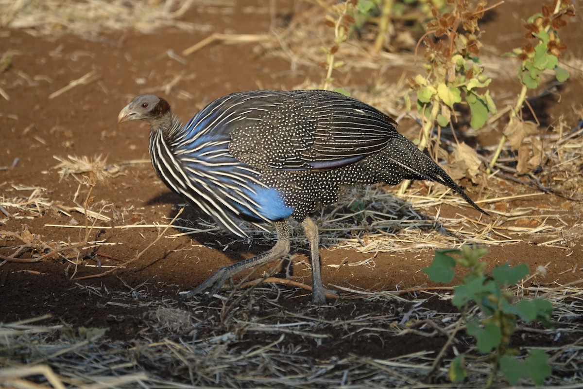 Vulturine Guineafowl - ML623875222