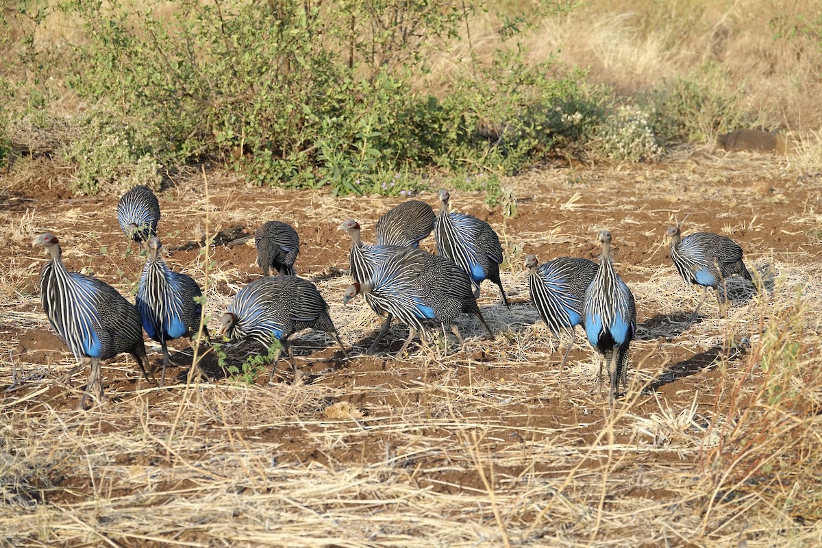 Vulturine Guineafowl - ML623875223