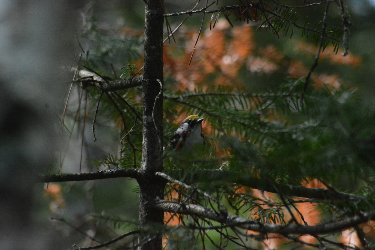 Chestnut-sided Warbler - ML623875227