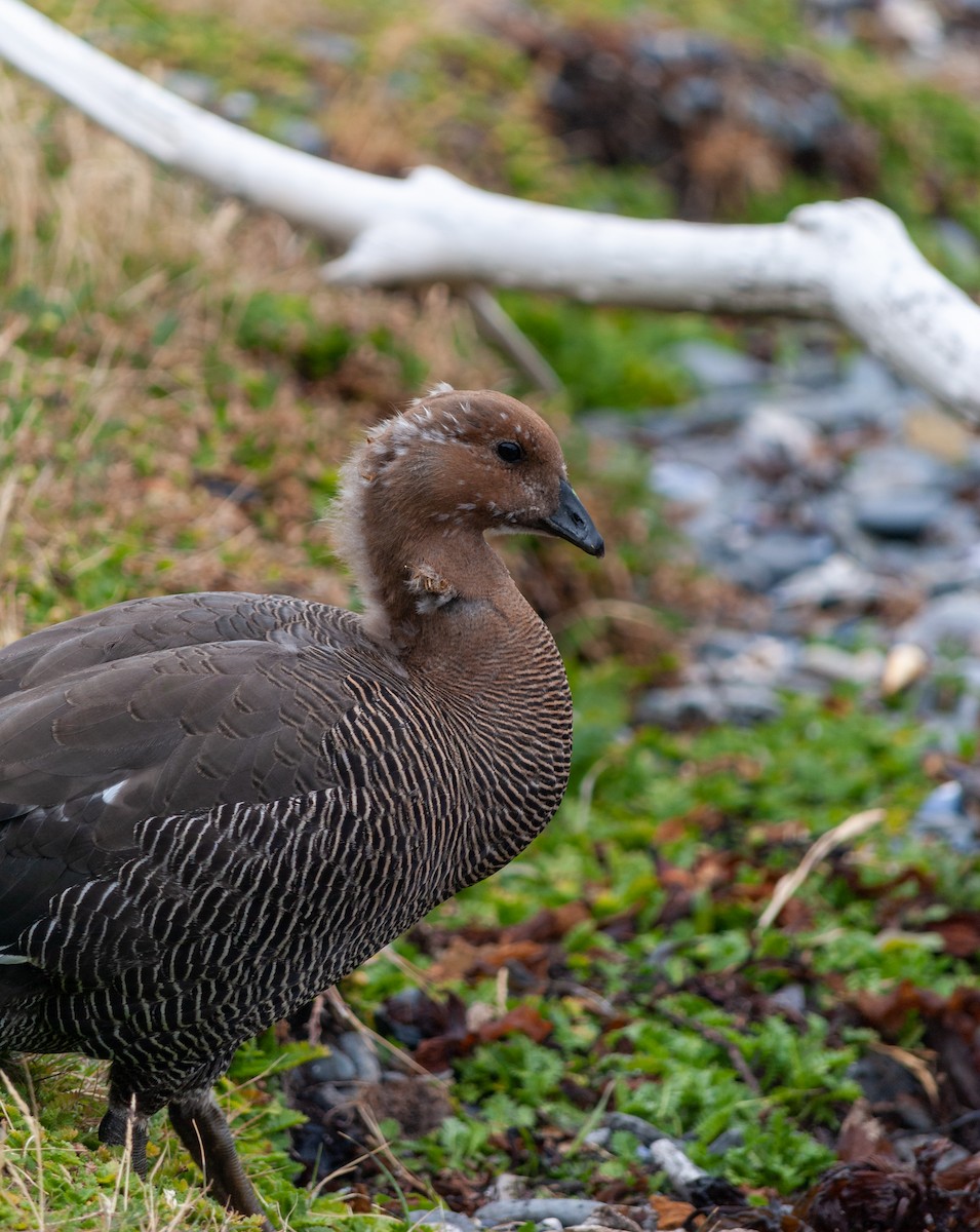 Upland Goose - ML623875231