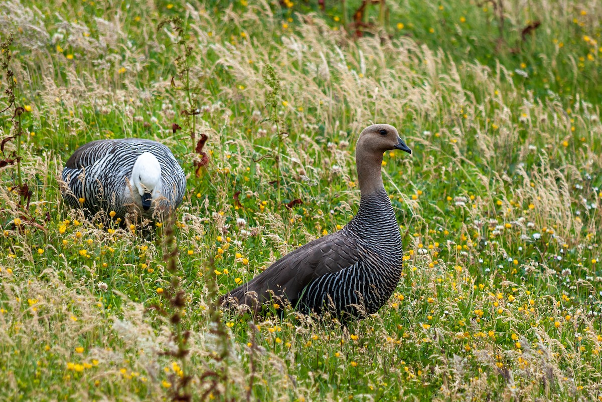 Upland Goose - ML623875232