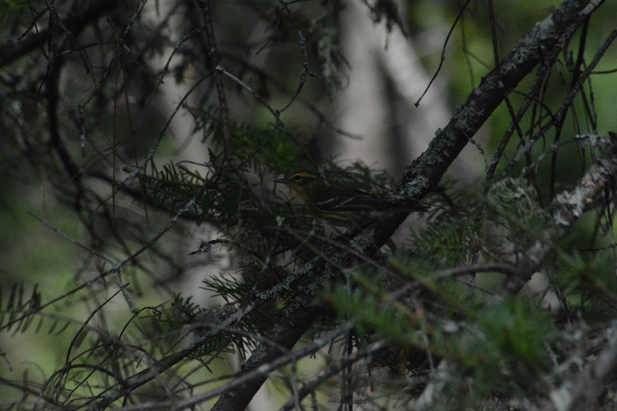 Blackburnian Warbler - ML623875240