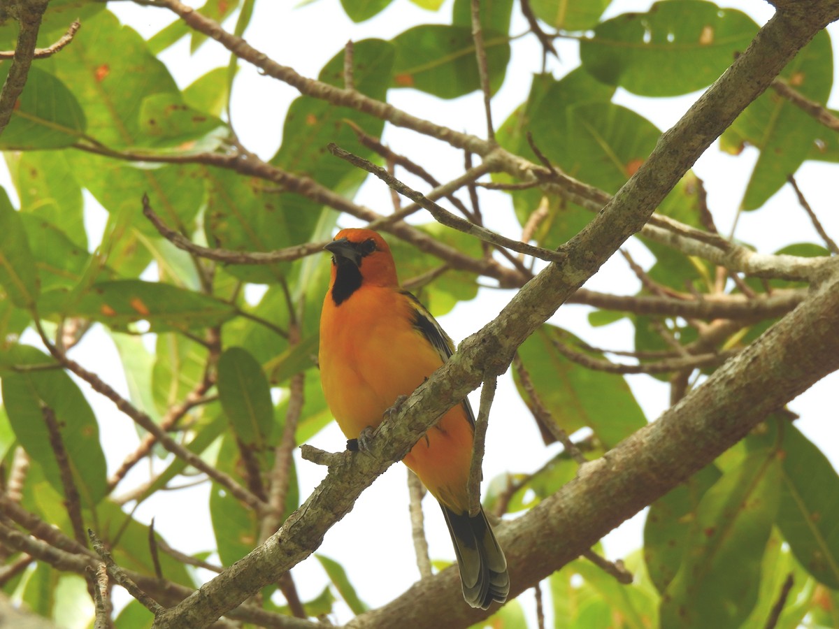 Streak-backed Oriole - ML623875248