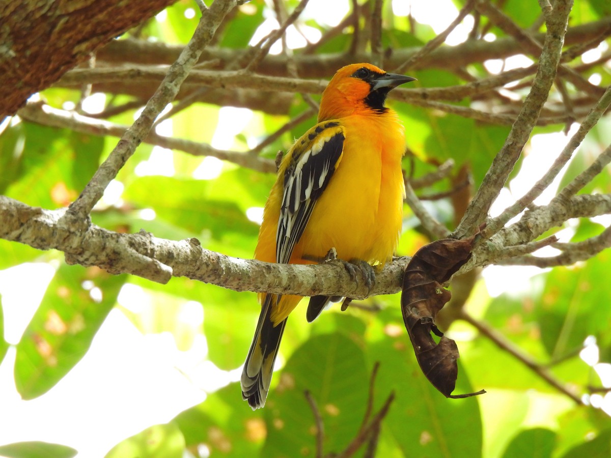 Streak-backed Oriole - ML623875249