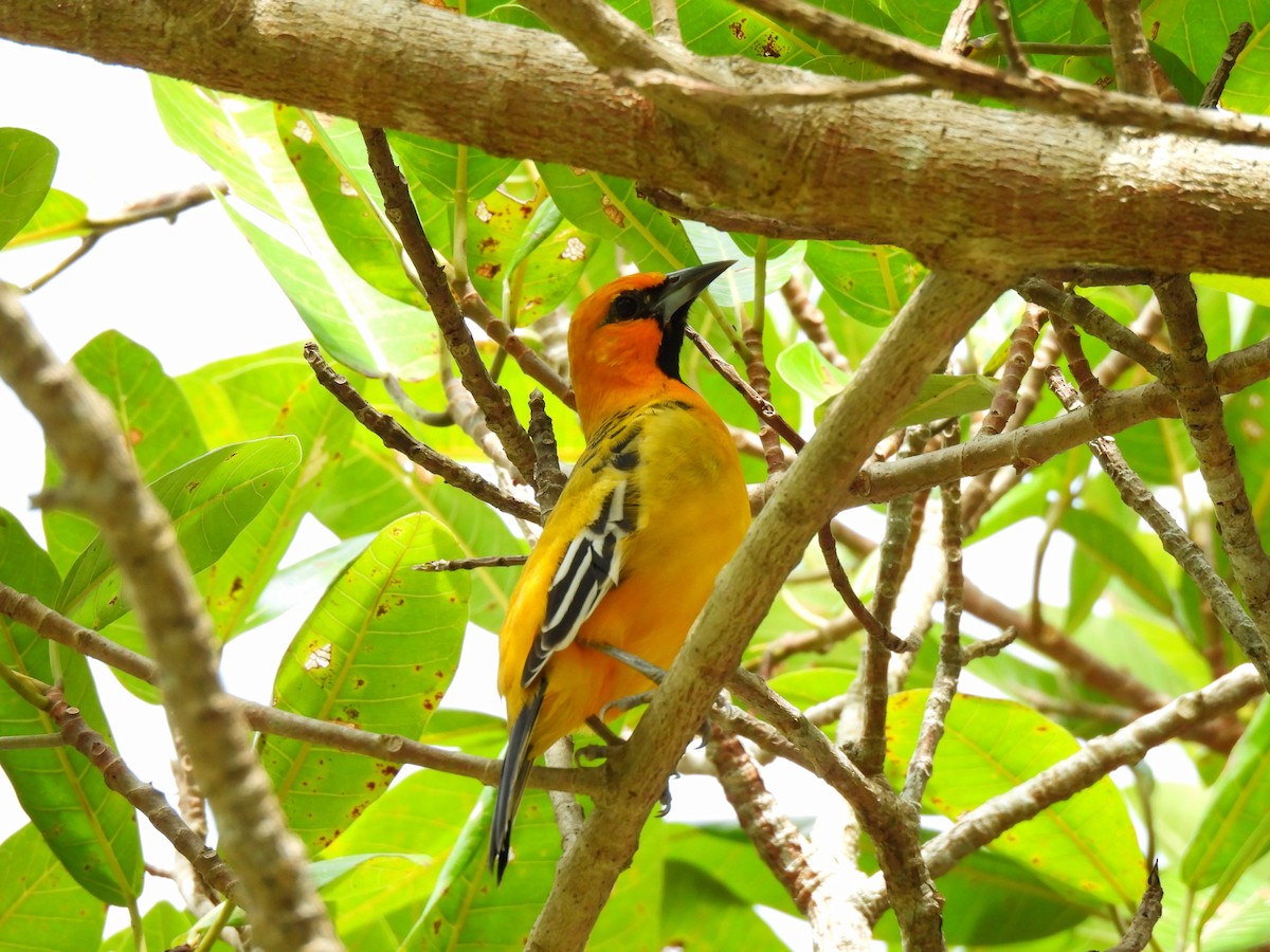 Streak-backed Oriole - ML623875250