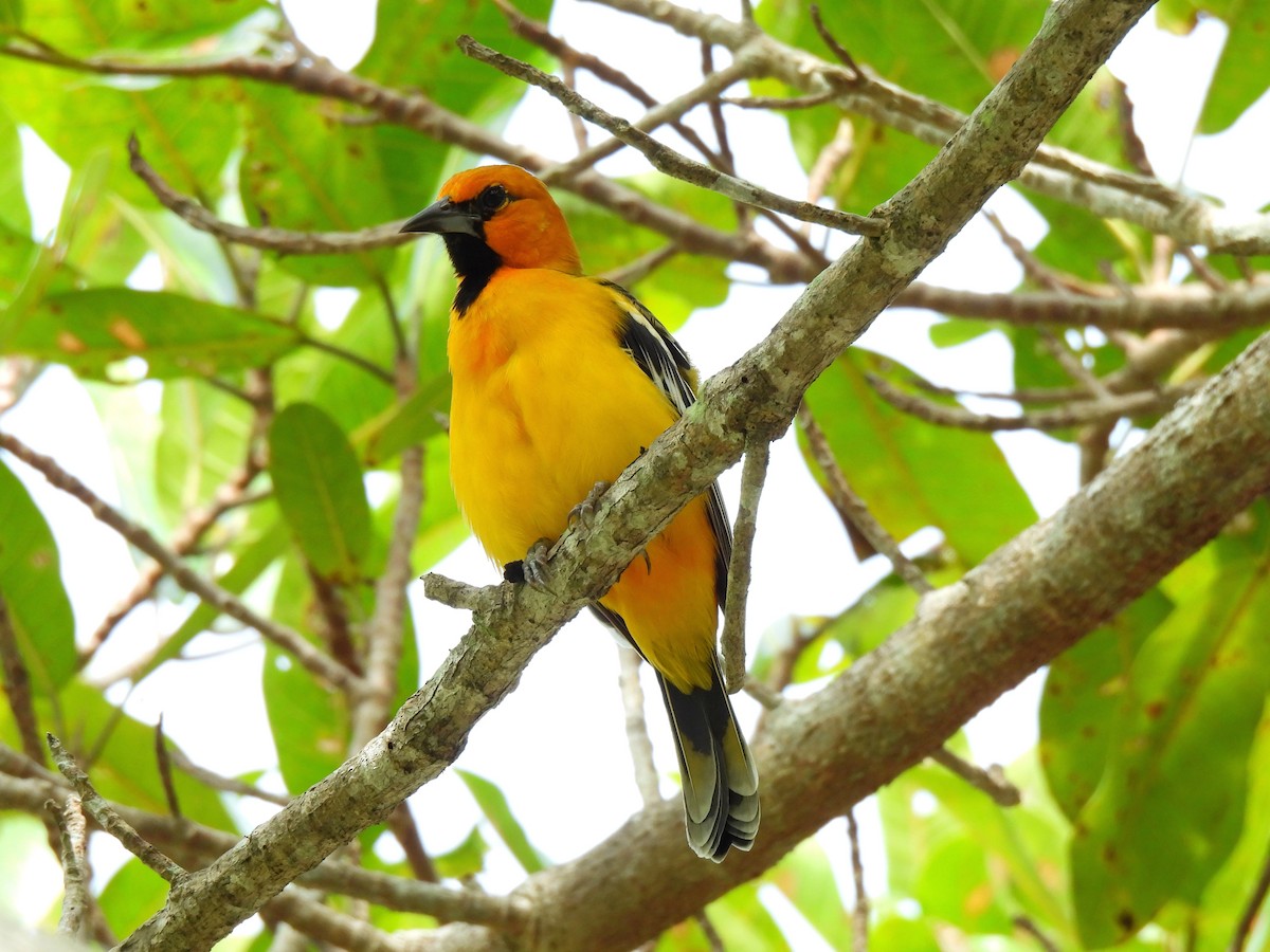 Streak-backed Oriole - ML623875251