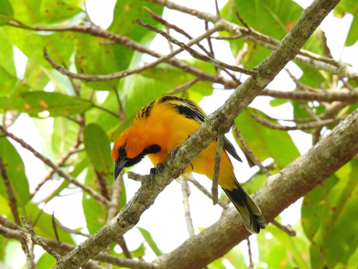 Streak-backed Oriole - ML623875252