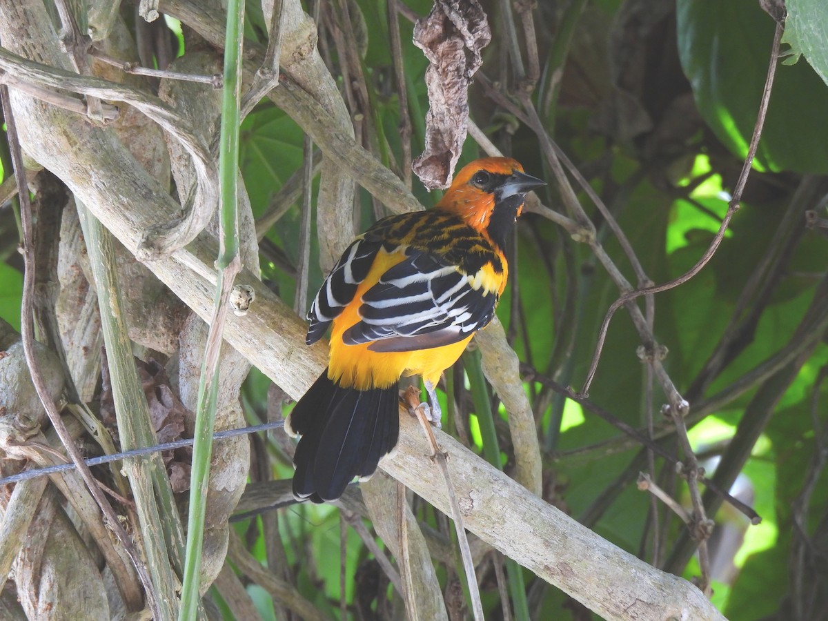 Streak-backed Oriole - ML623875253