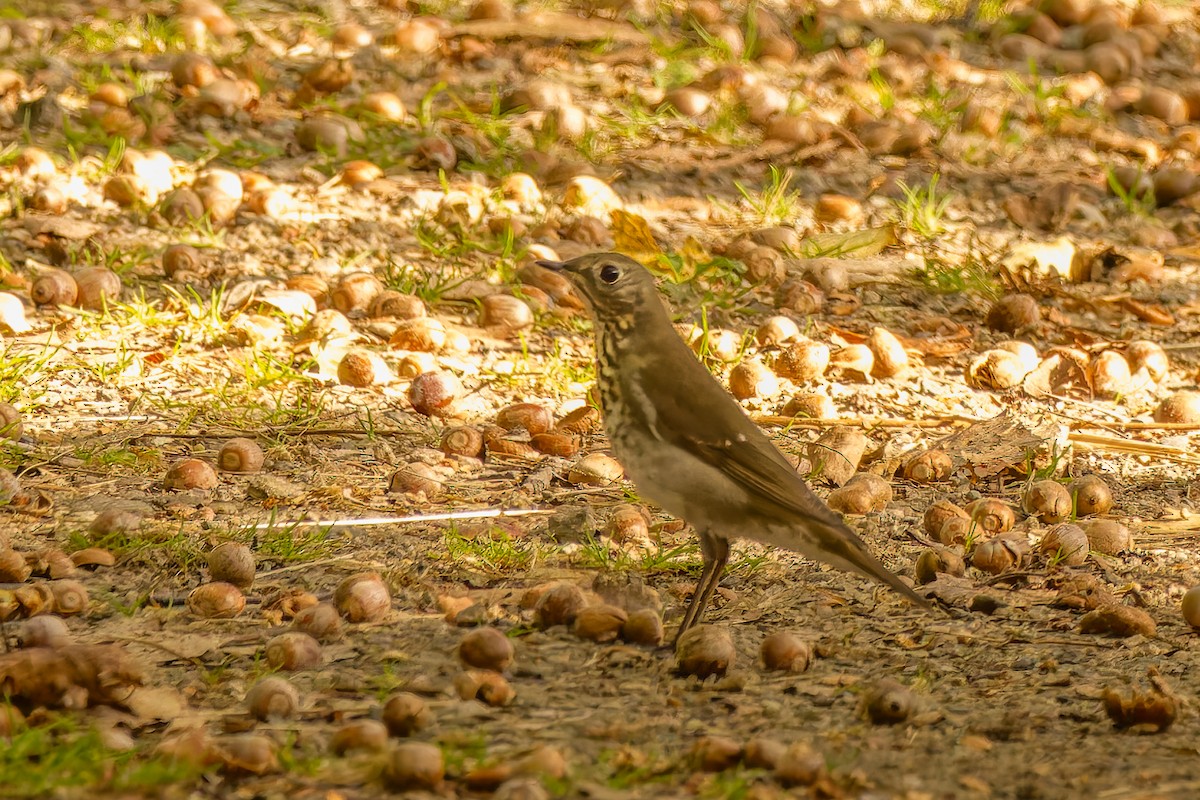 Gray-cheeked/Bicknell's Thrush - ML623875256