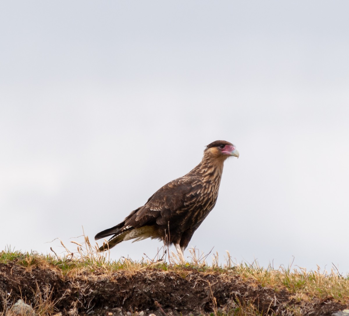 Crested Caracara - ML623875296