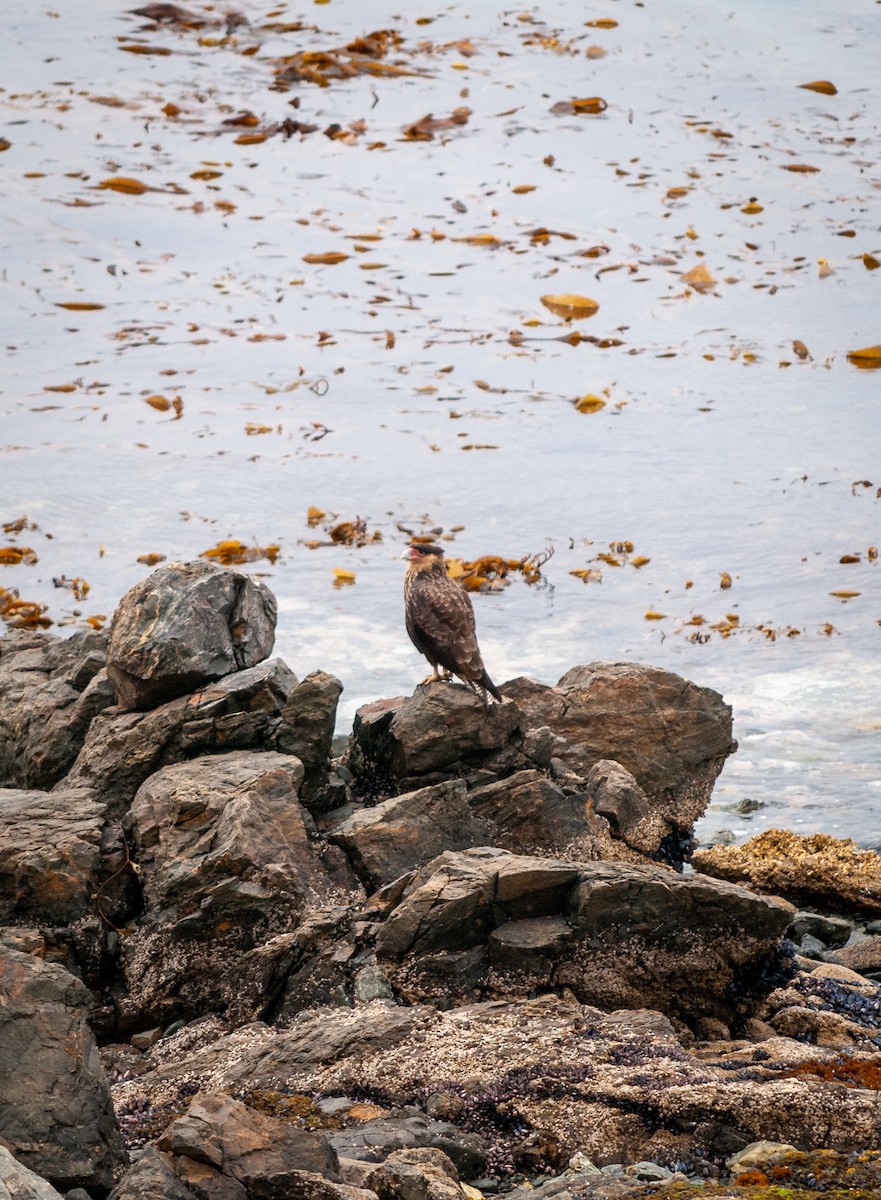 Crested Caracara - ML623875297