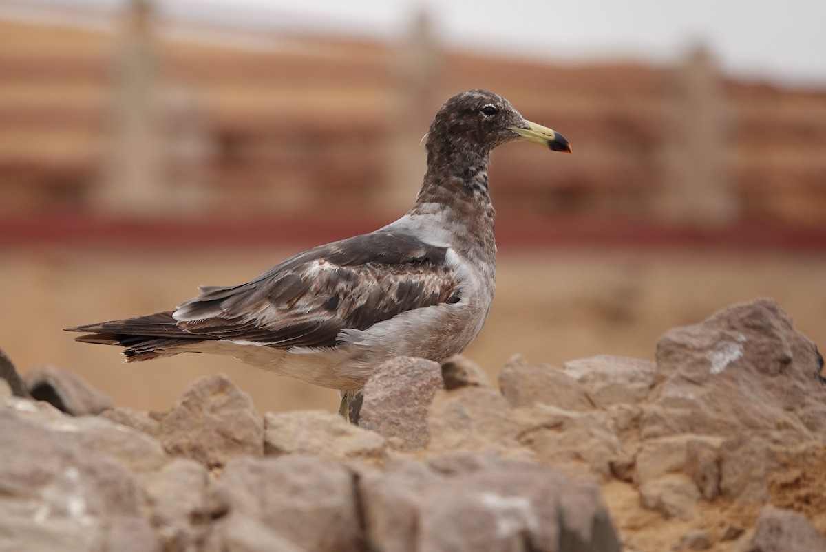 Belcher's Gull - ML623875320