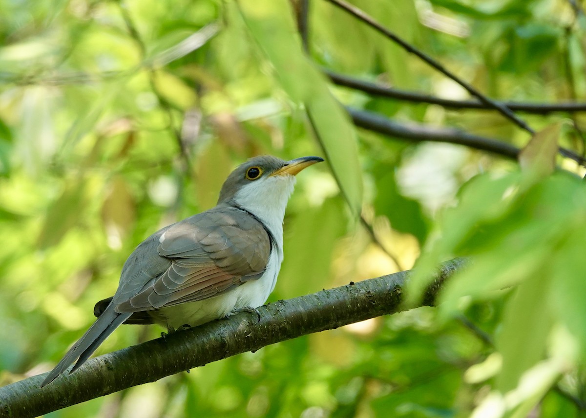 Yellow-billed Cuckoo - ML623875359