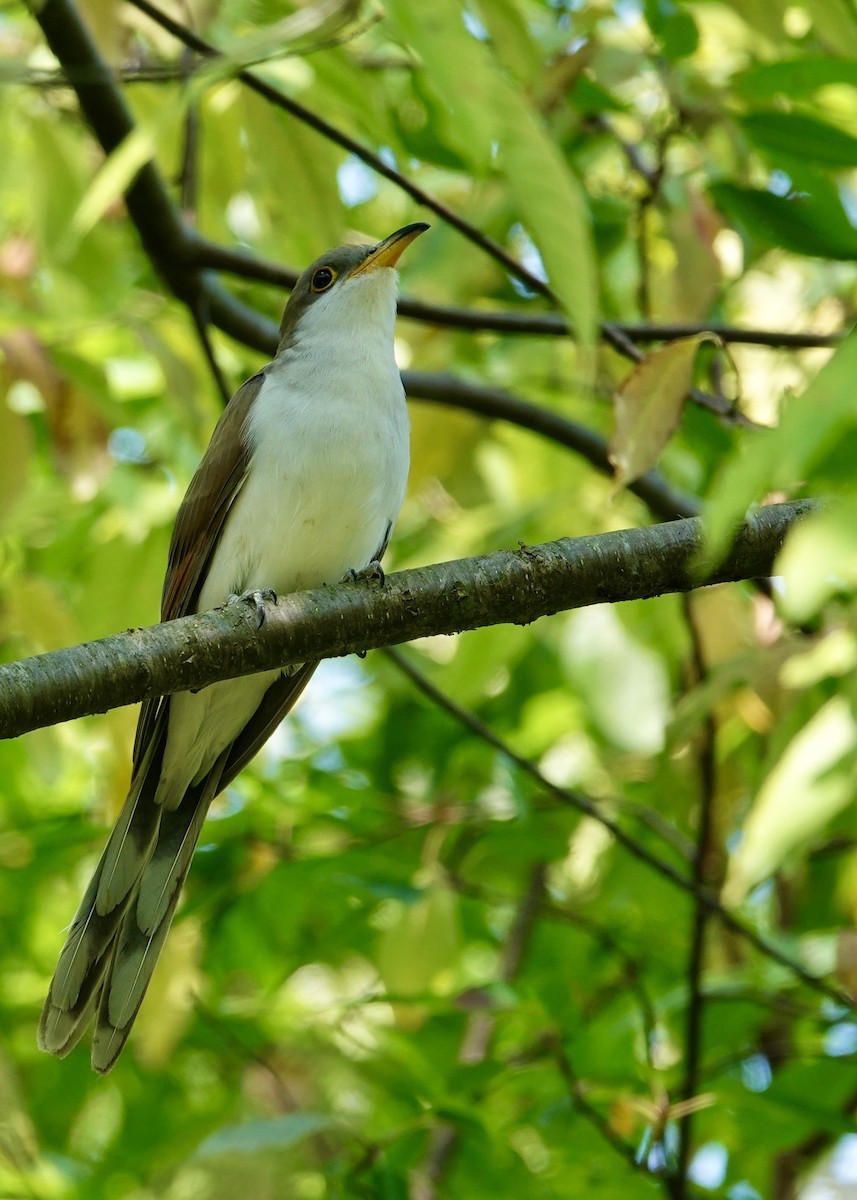 Yellow-billed Cuckoo - ML623875360