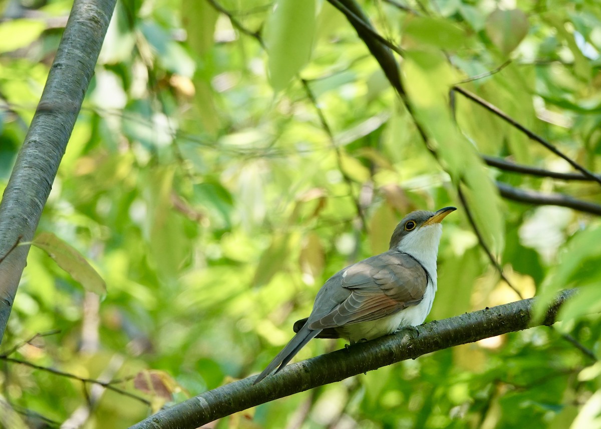 Yellow-billed Cuckoo - ML623875361