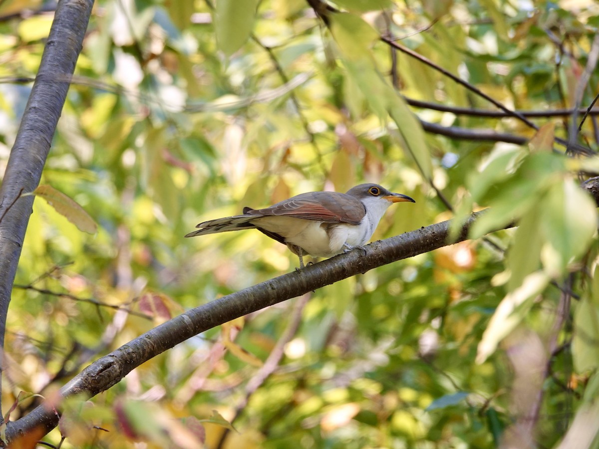 Yellow-billed Cuckoo - ML623875362