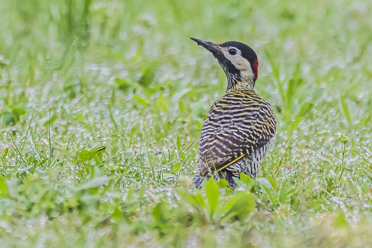 Green-barred Woodpecker - ML623875363