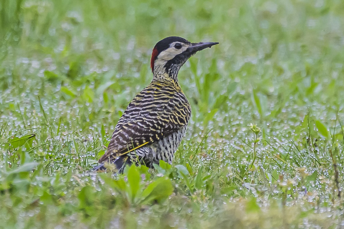 Green-barred Woodpecker - ML623875364