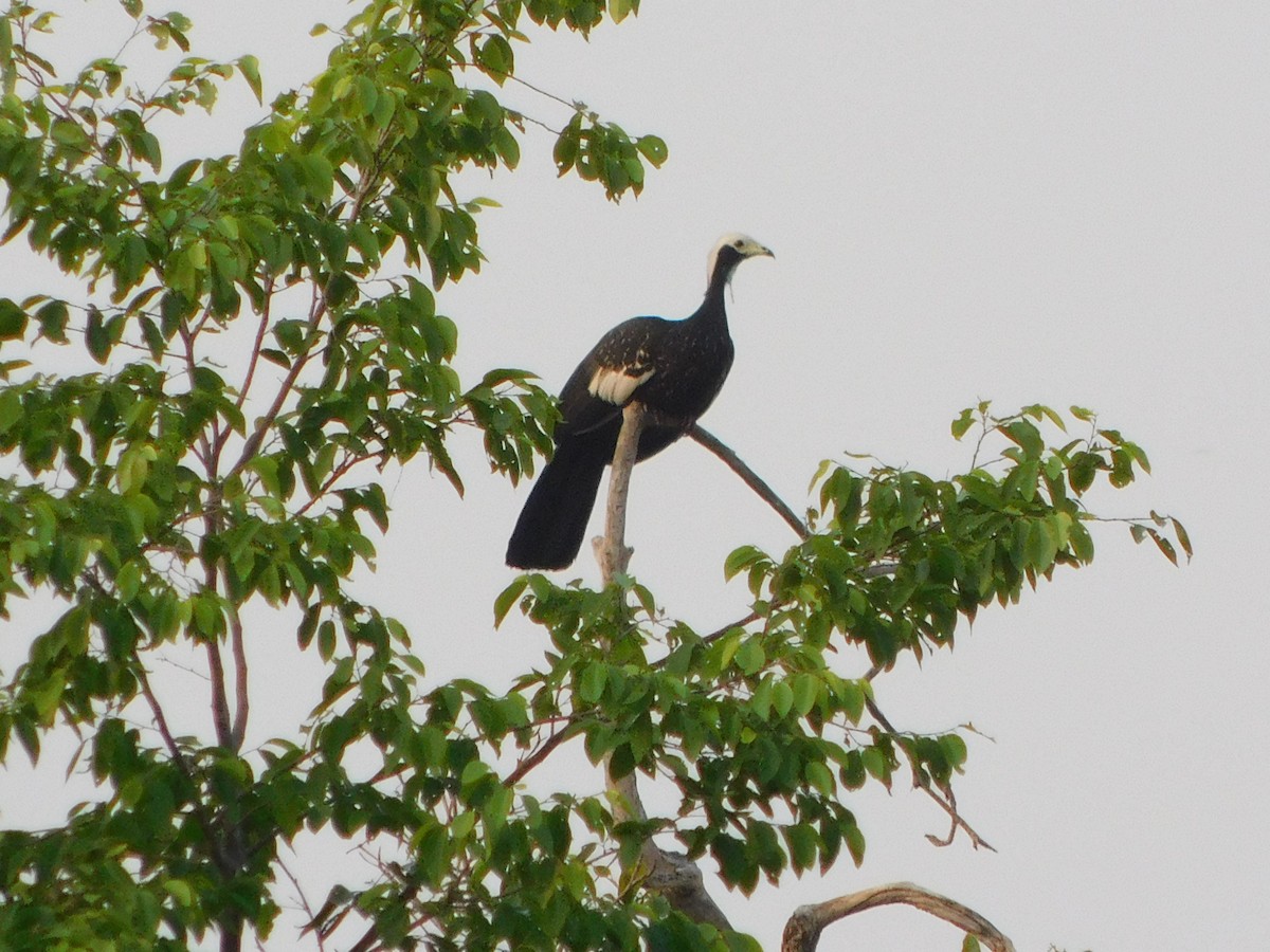 White-throated Piping-Guan - ML623875368