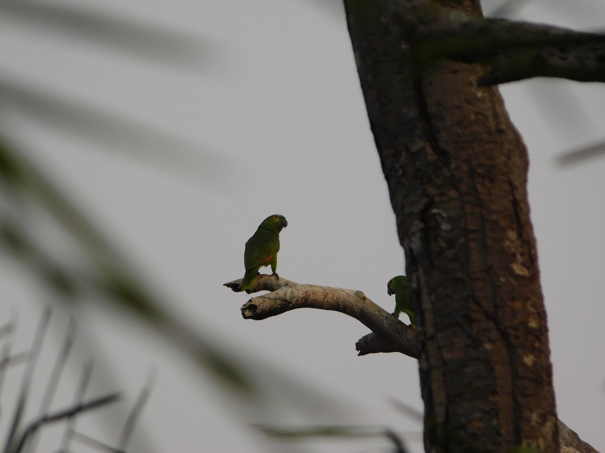 Turquoise-fronted Parrot - ML623875385