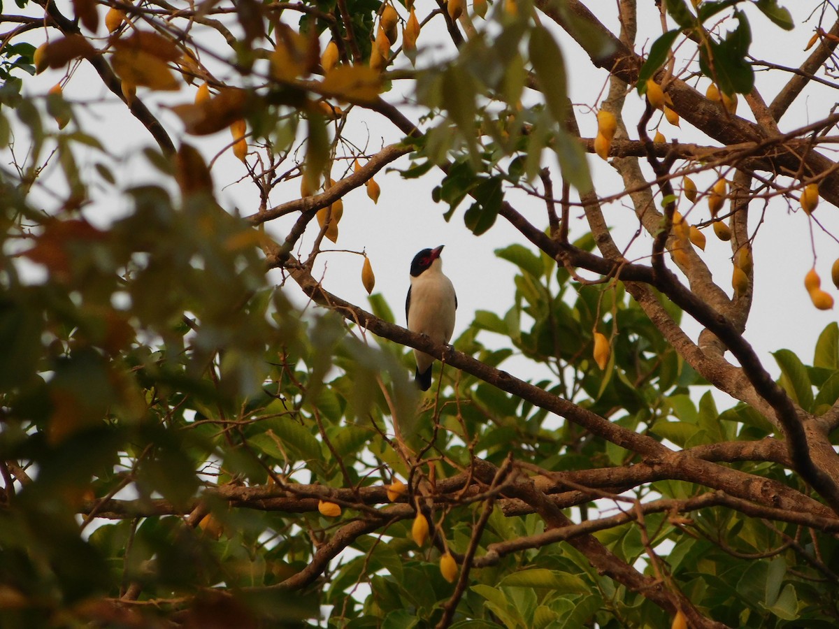 Black-tailed Tityra - ML623875397