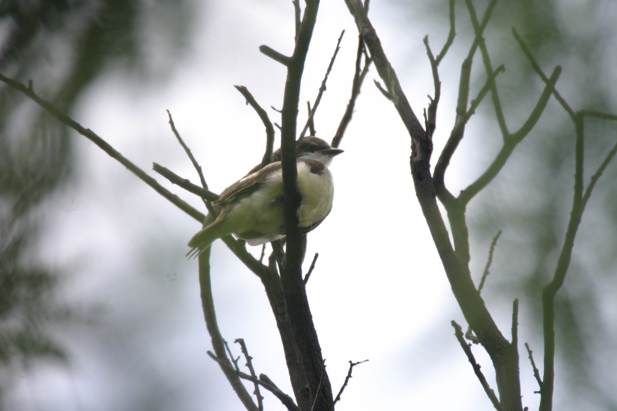 Thick-billed Kingbird - ML623875431