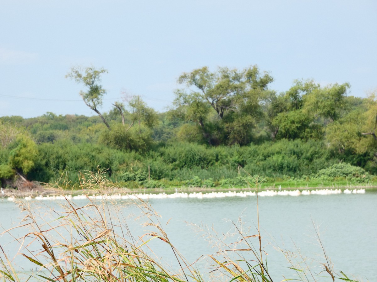 American White Pelican - ML623875434