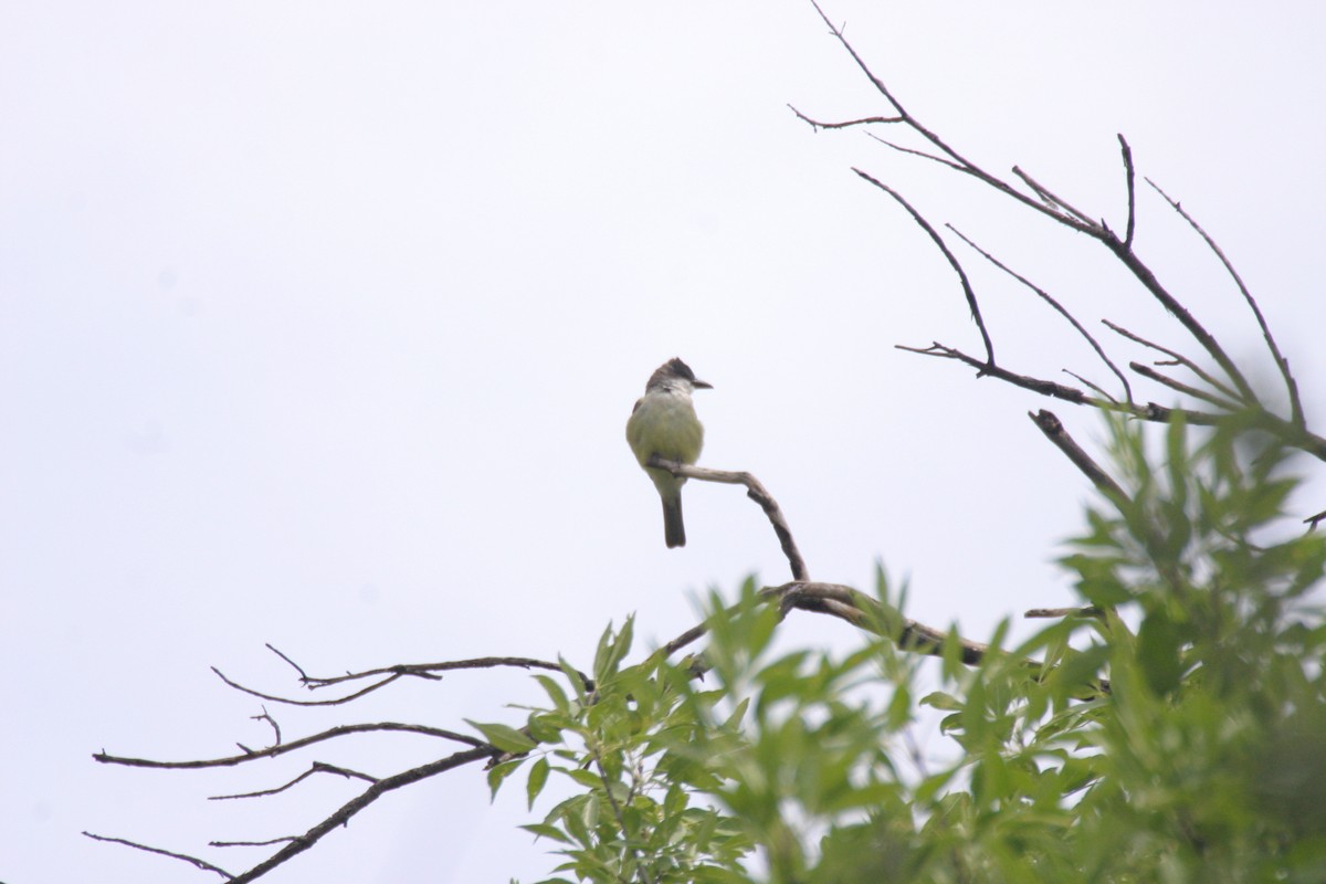 Thick-billed Kingbird - ML623875441