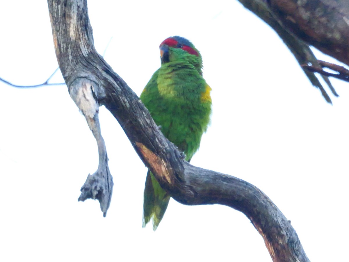 Musk Lorikeet - ML623875444