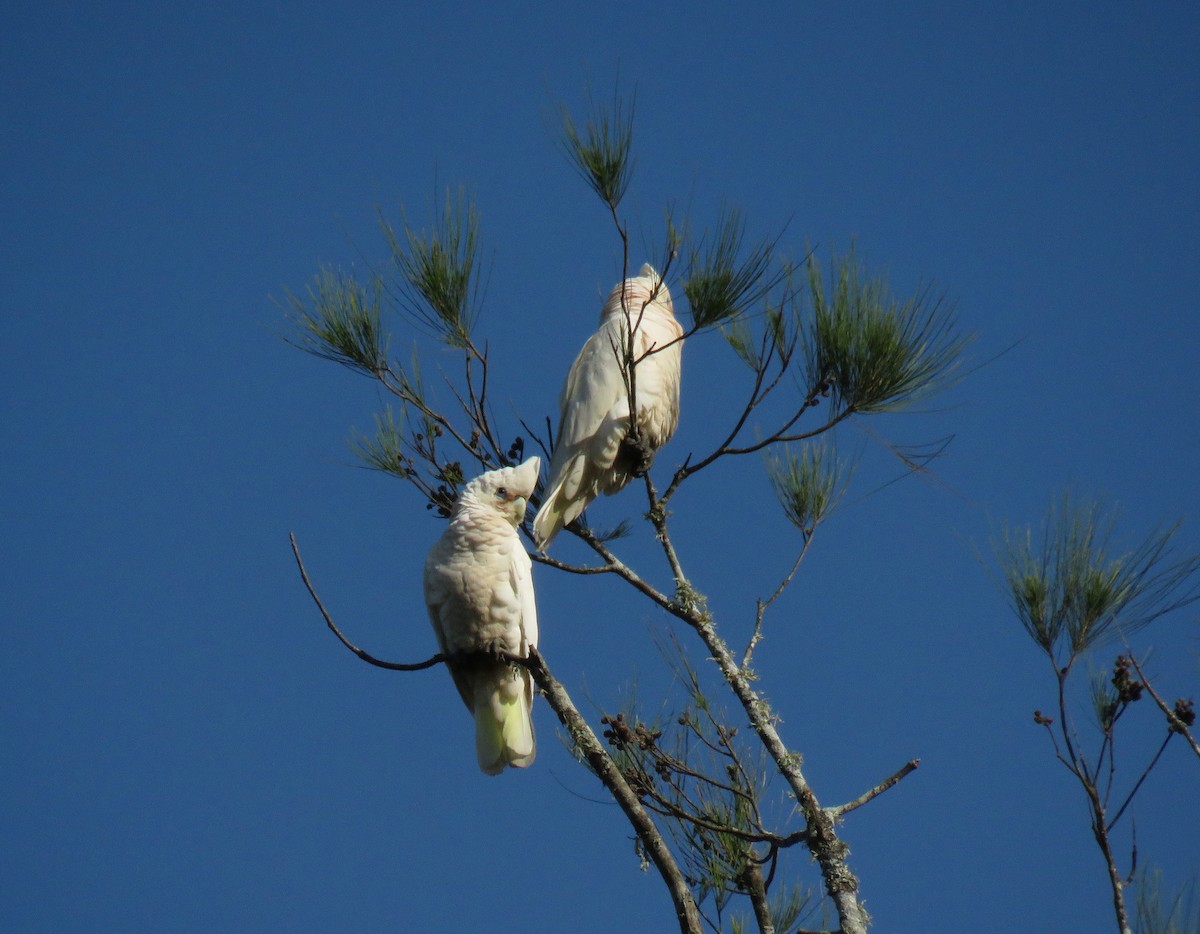 Little Corella - ML623875452