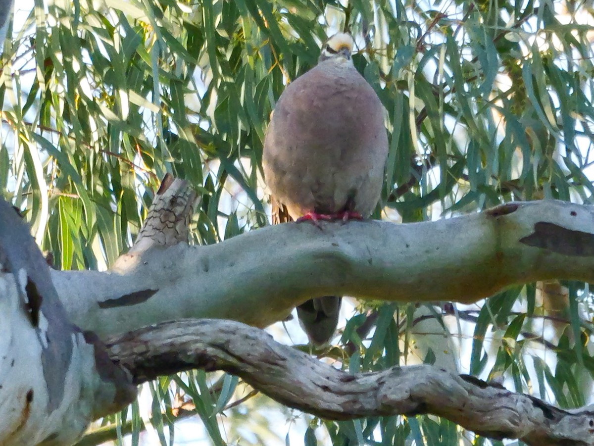 Common Bronzewing - ML623875453