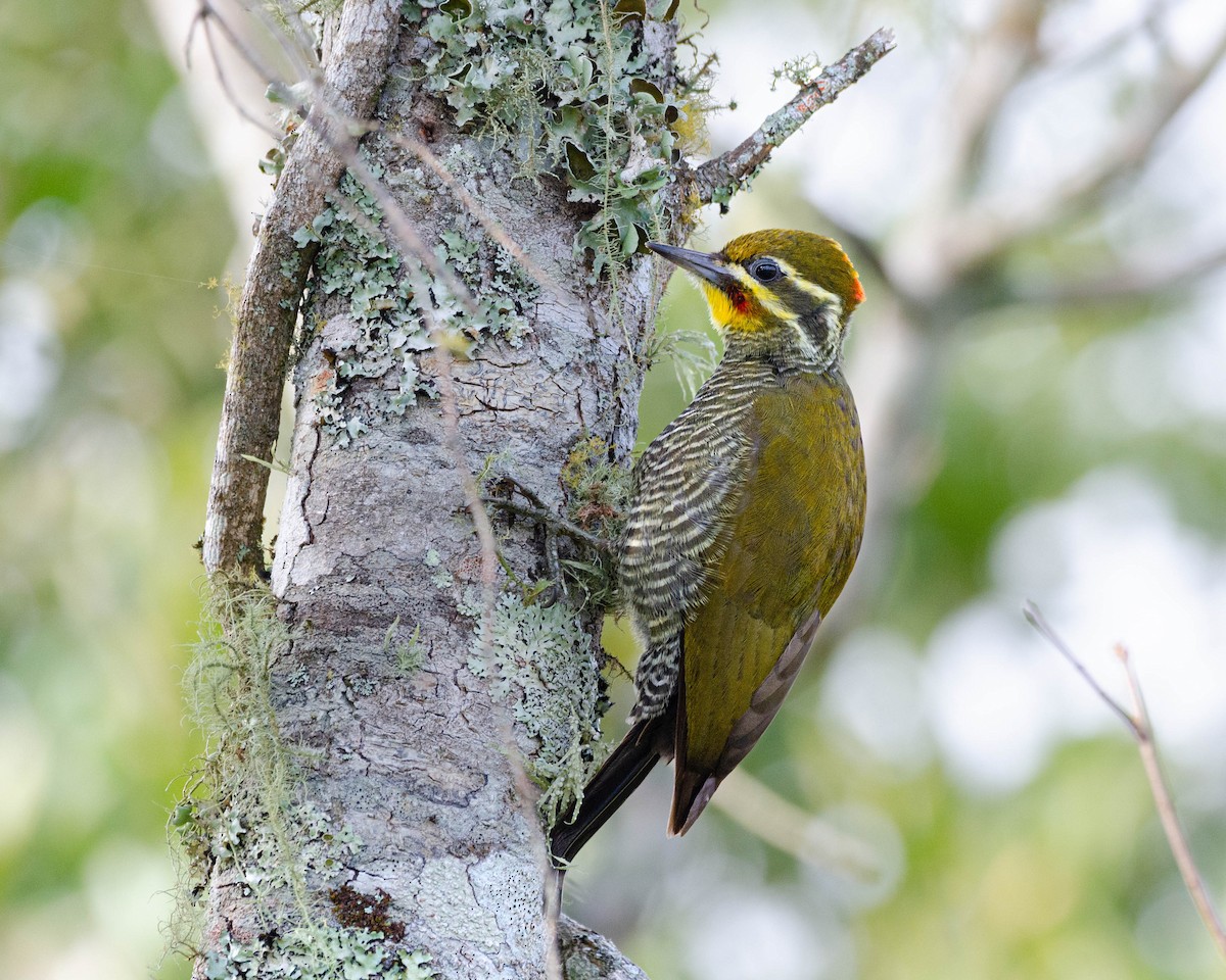 White-browed Woodpecker - ML623875454