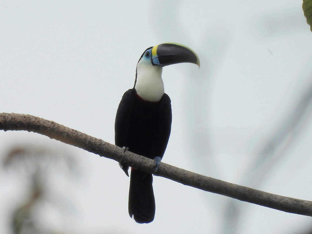 Channel-billed Toucan - ML623875455