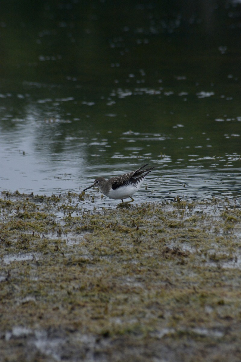 Solitary Sandpiper - ML623875458