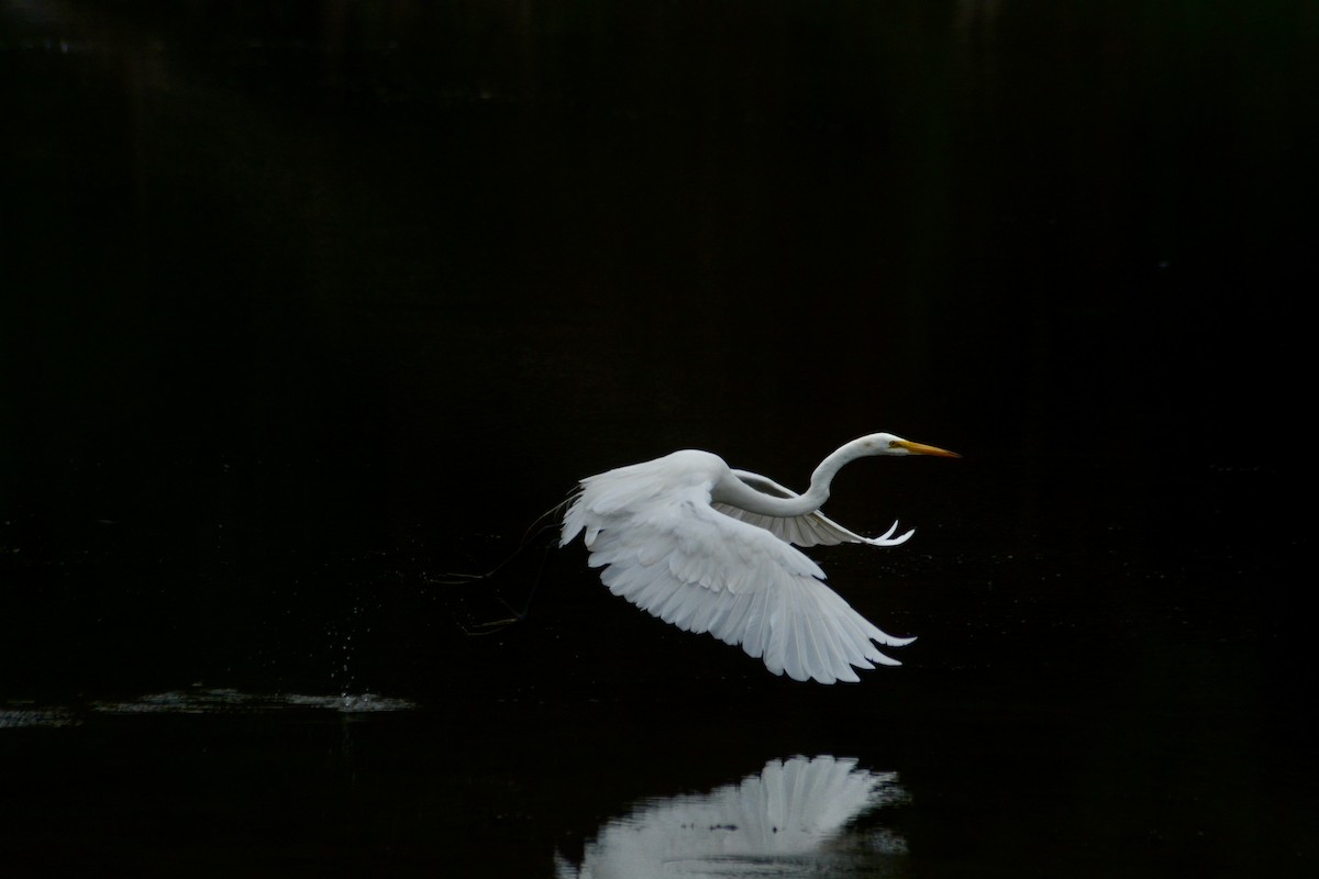 Great Egret - ML623875462