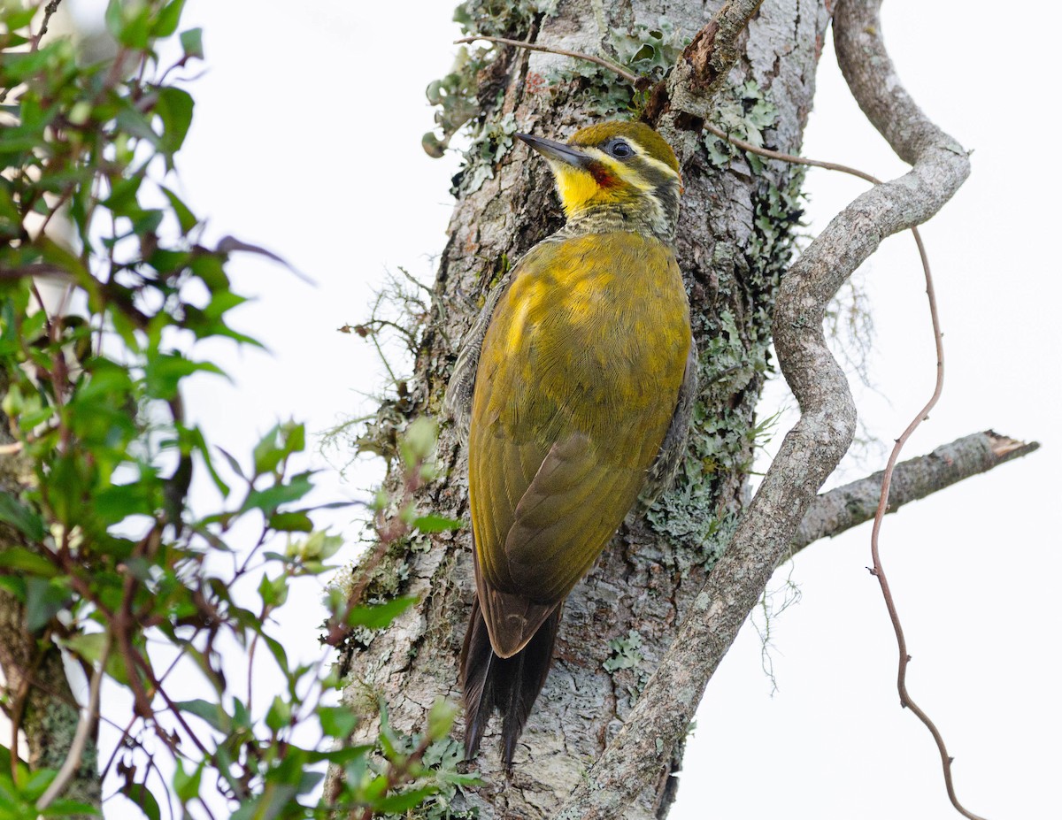 White-browed Woodpecker - ML623875463