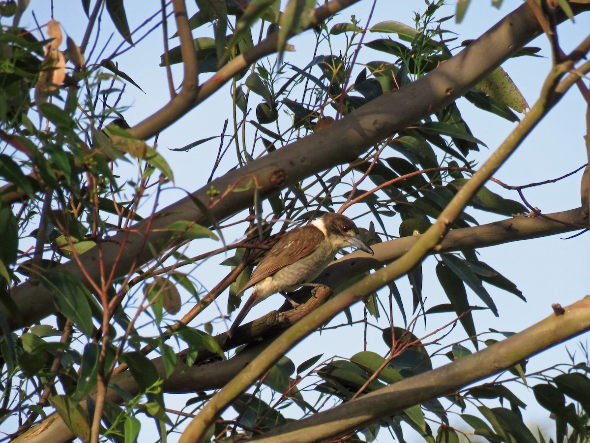 Gray Butcherbird - ML623875464