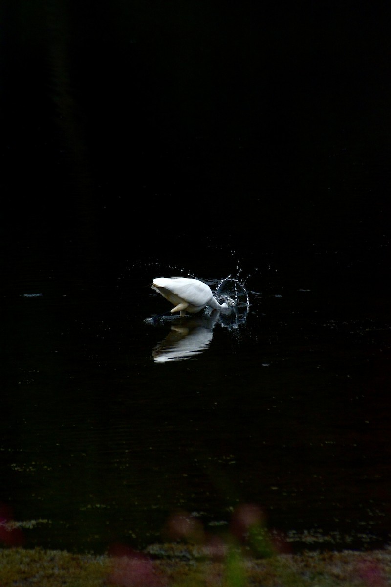 Great Egret - ML623875466