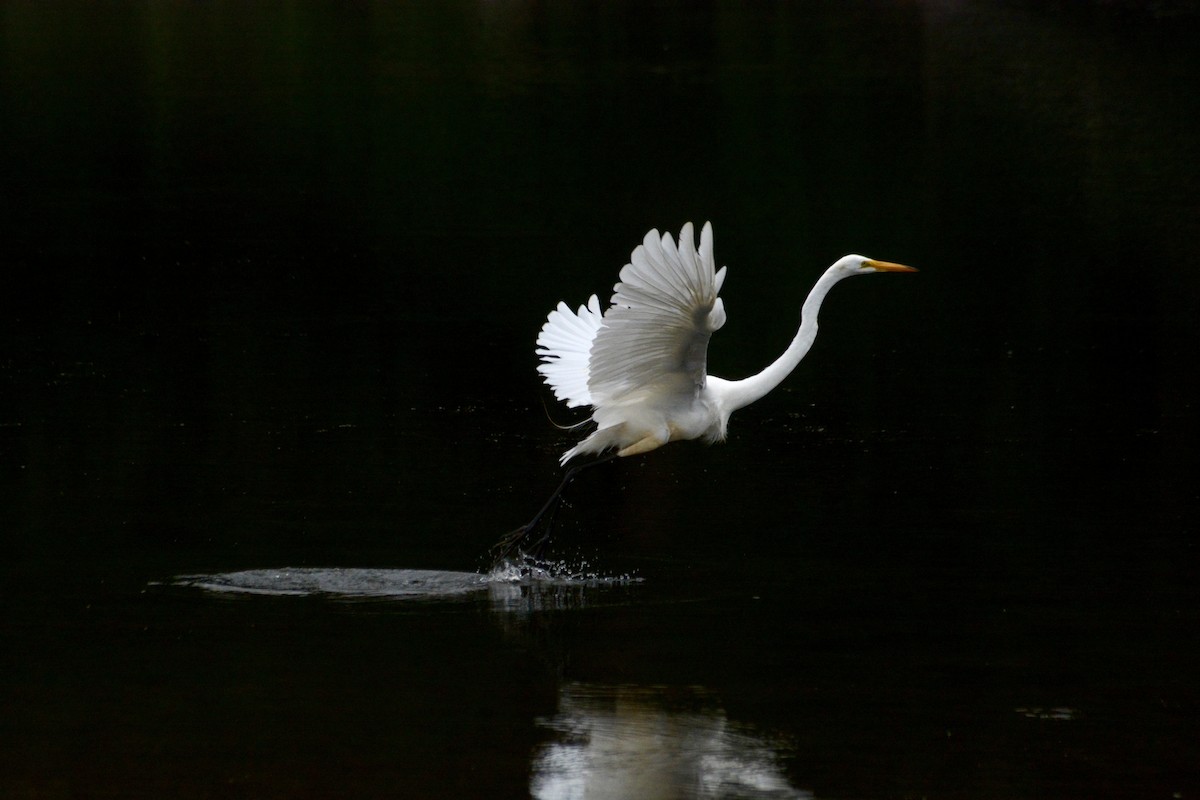 Great Egret - ML623875467