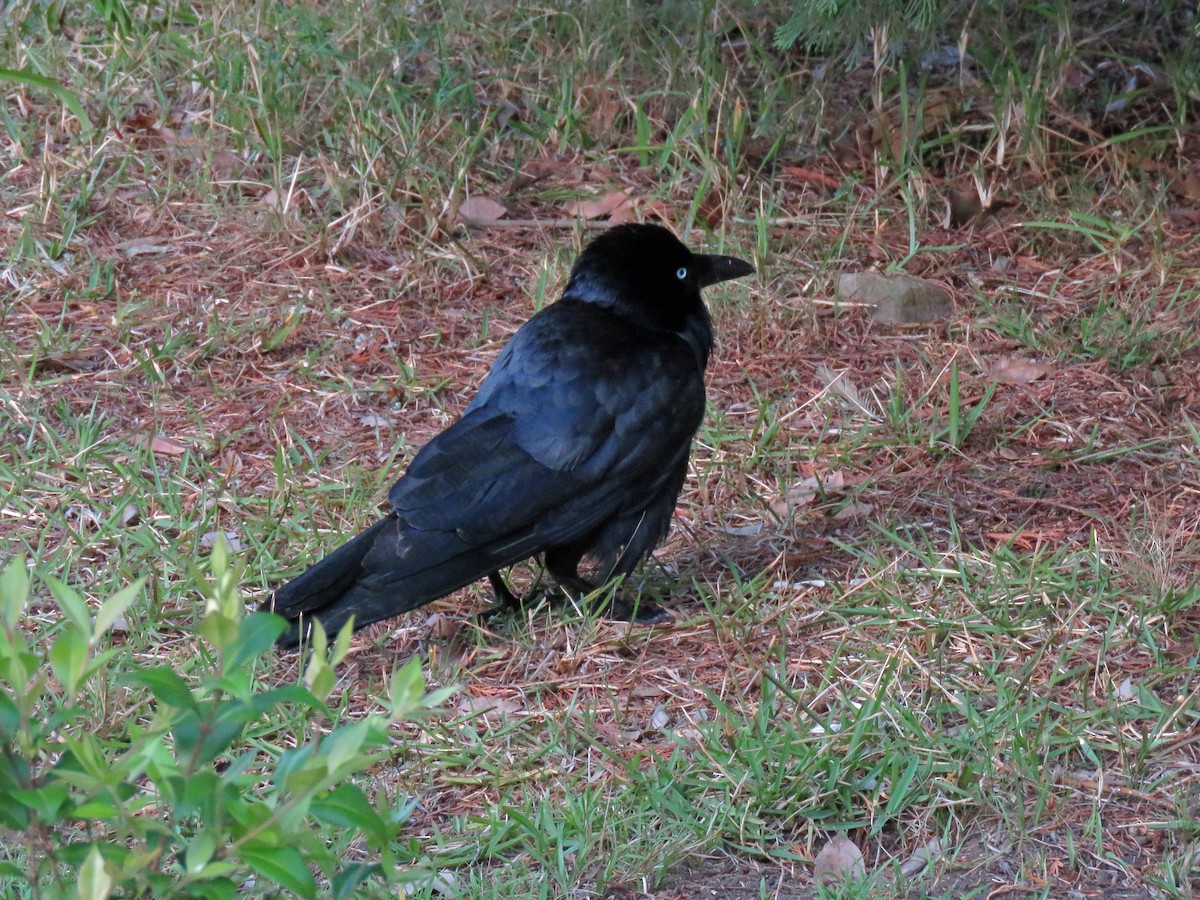 Australian Raven - ML623875489