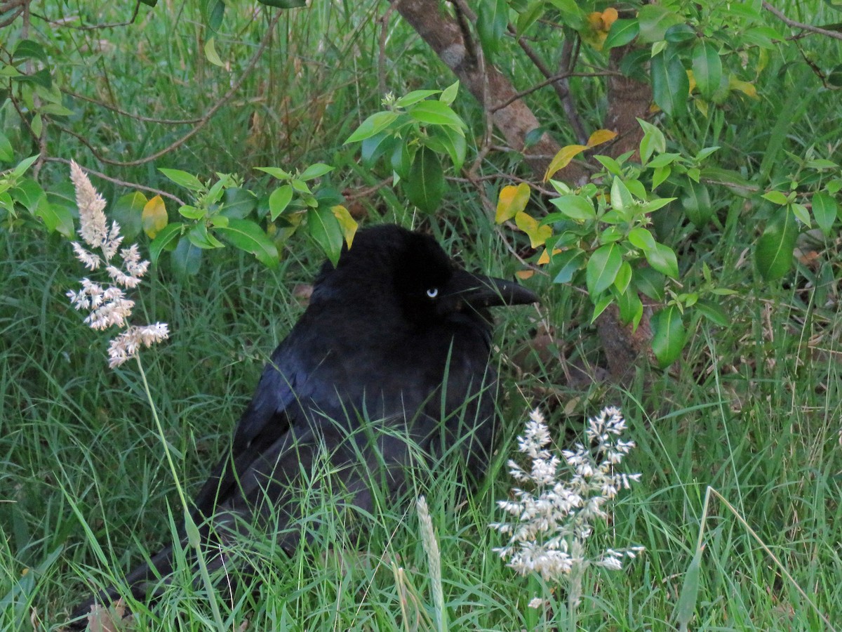 Australian Raven - ML623875490