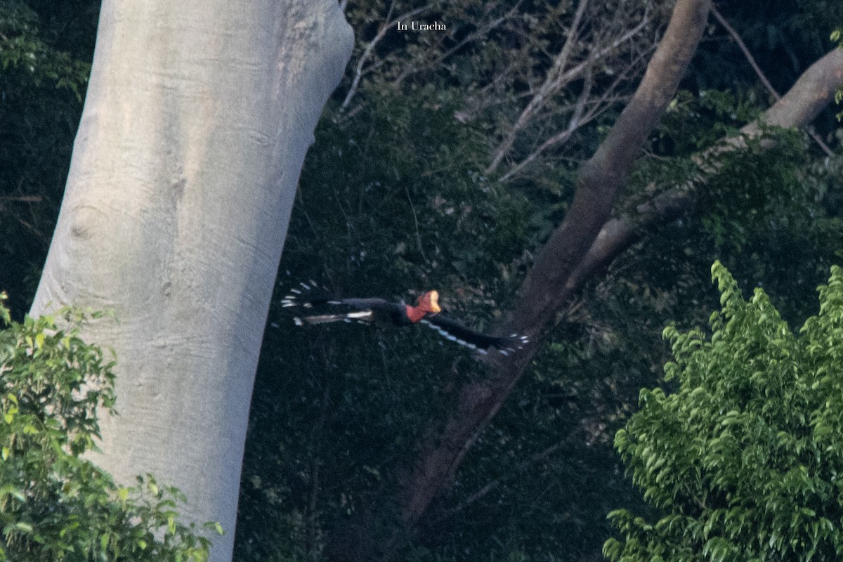 Helmeted Hornbill - ML623875503