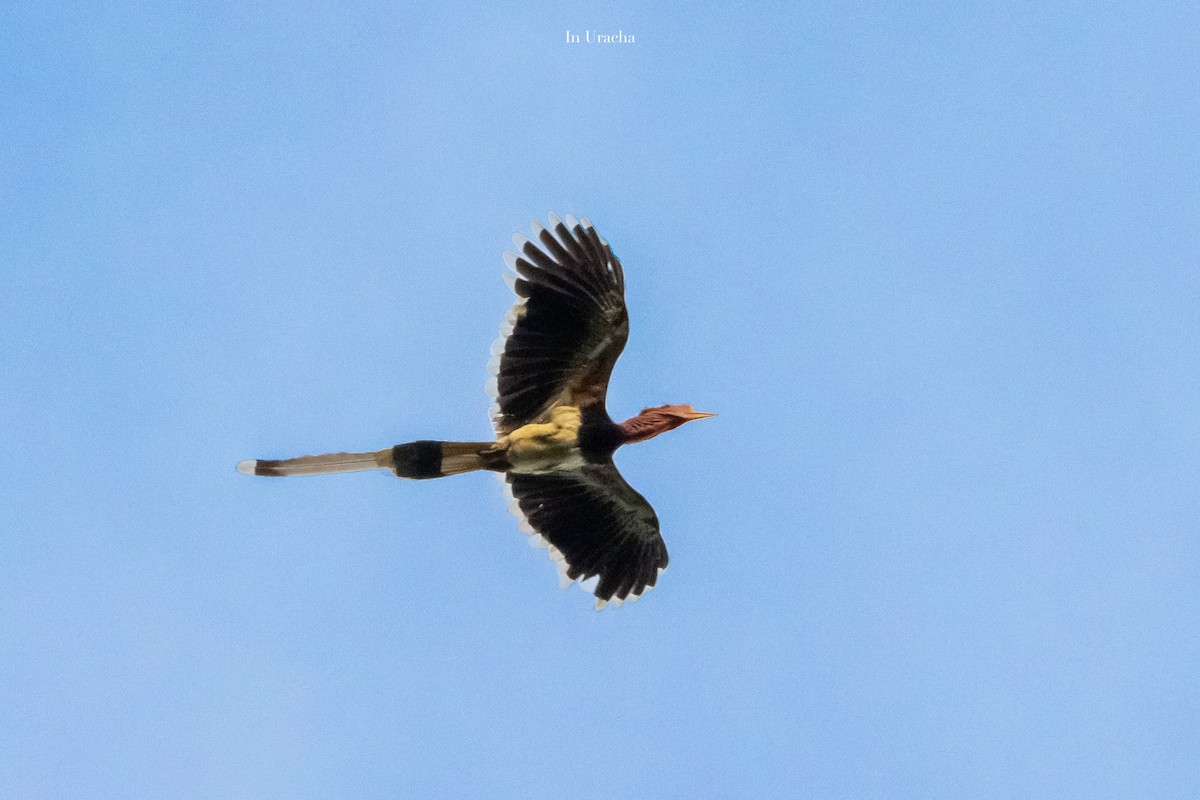 Helmeted Hornbill - ML623875504