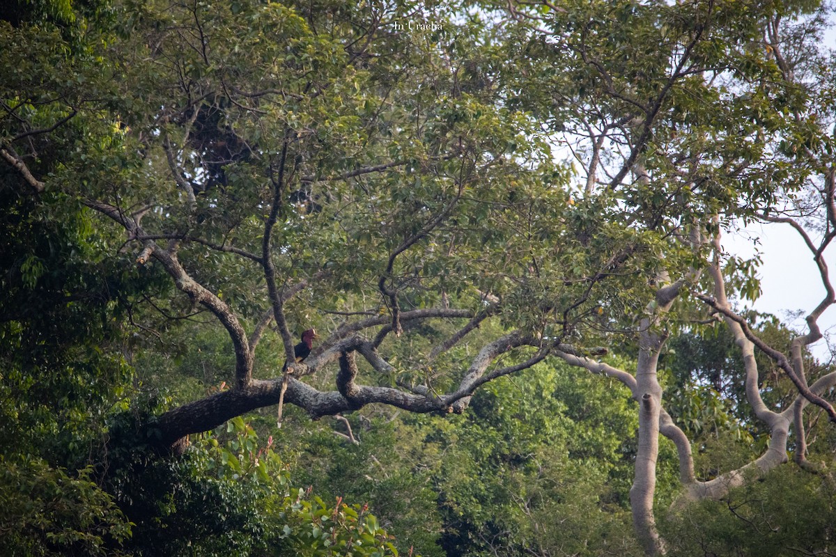 Helmeted Hornbill - ML623875505