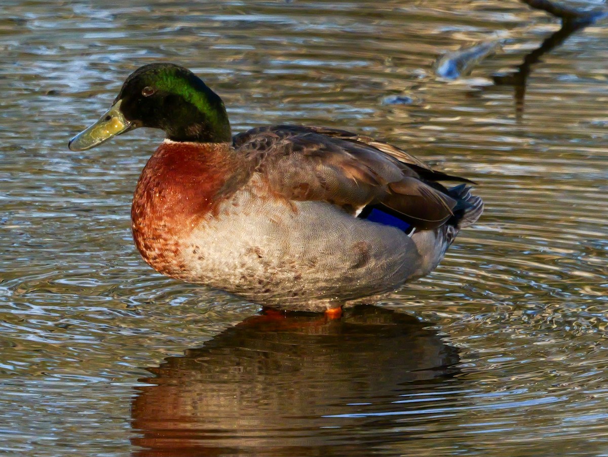 Mallard (Domestic type) - ML623875518