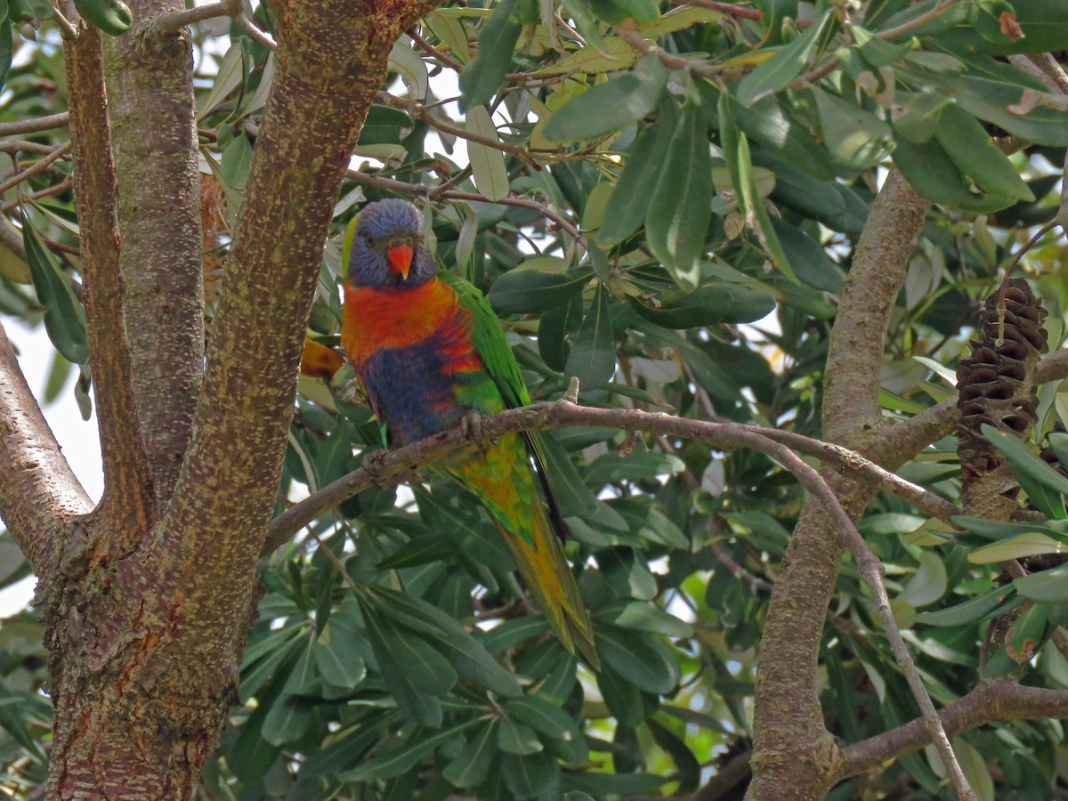 Rainbow Lorikeet - ML623875530