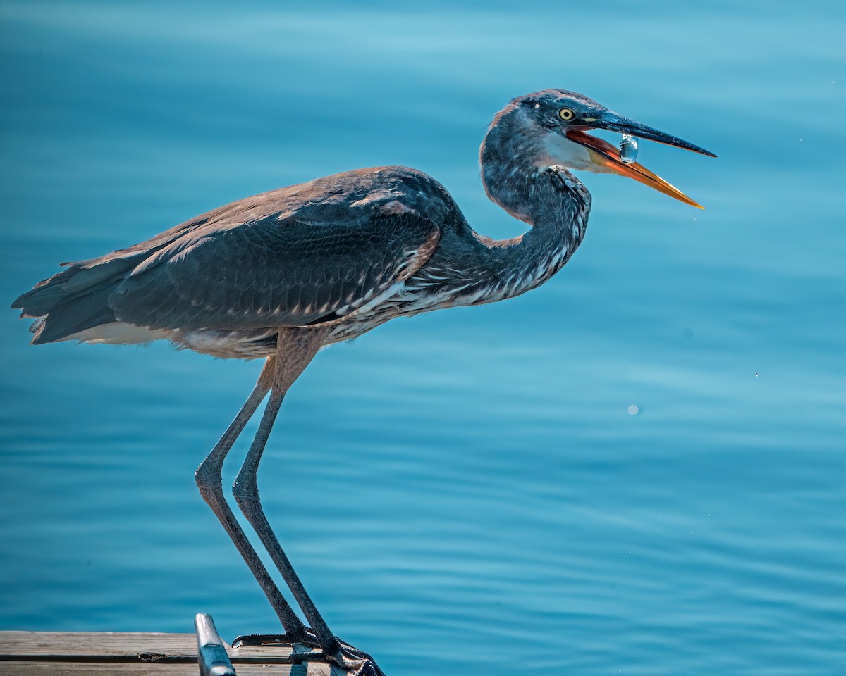 Great Blue Heron - ML623875533